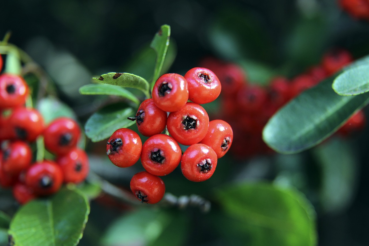 而阿森纳则 而阿森纳则